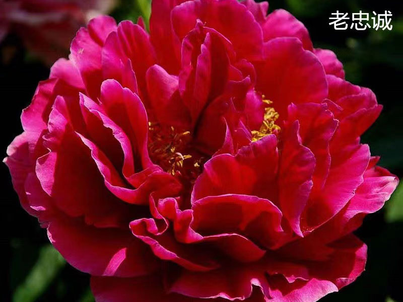 老忠誠(chéng)中早期 花徑極大 重瓣型